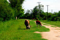 Street cleaning, Colonia Carlos Pelligrini, Argentina