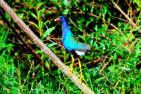 Purple Gallinule, Esteros del Ibera, Argentina Purple Gallinule, Esteros del Ibera, Argentina
