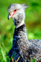 Southern screamer, Esteros del Ibera, Argentina Southern screamer, Esteros del Ibera, Argentina