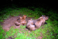 Capybara family, Esteros del Ibera, Argentina Capybara family, Esteros del Ibera, Argentina