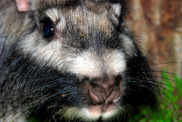 Vizcacha, Esteros del Ibera, Argentina Vizcacha, Esteros del Ibera, Argentina