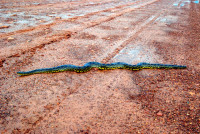 Yellow anaconda encounter during our 4x4 rescue, CC Pellegrini