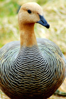 Female Upland goose, Tierra del Fuego National Park, Argentina