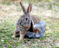European invader, Tierra del Fuego National Park, Argentina