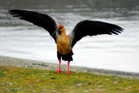 Black-faced ibis, Tierra del Fuego National Park, Argentina