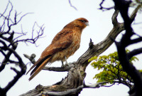 Hawk, Tierra del Fuego National Park, Argentina