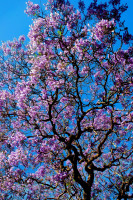 Jacaranda bloom, Plaza de Mayo, Buenos Aires, Argentina