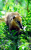 Coati, Iguazu Falls national park, Argentina