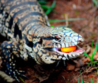 Kumquat-eating Iguana, Iguazu Falls national park, Argentina Kumquat-eating Iguana, Iguazu Falls national park, Argentina