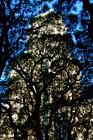 Mature trees shade San Martin plaza, Buenos Aires, Argentina