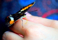 Butterfly feeding, Iguazu Falls national park, Argentina