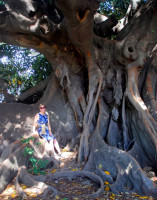 Christi finds shade beneath an Ombu tree, La Recoleta, Buenos Aires