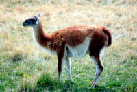 Guanaco with wonky ears, Torres del Paine NP, Chile