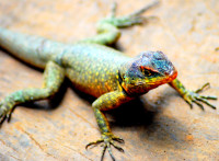 Lizard, Macucu nature trail, Iguazu Falls national park, Argentina Lizard, Macucu nature trail, Iguazu Falls national park, Argentina