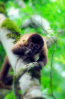 Capuchin monkey, Macucu nature trail, Iguazu Falls national park, Argentina Capuchin monkey, Macucu nature trail, Iguazu Falls national park, Argentina