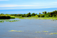 Laguna Ibera, Esteros del Ibera, Argentina
