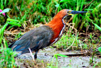 Rufous heron, Esteros del Ibera, Argentina