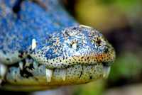 Mouth of the caiman, Esteros del Ibera, Argentina