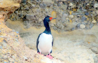 Magellenic cormorant, Tucker Island, Tierra del Fuego, Chile