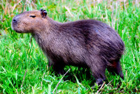 Capybara, Esteros del Ibera, Argentina
