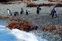 Magellenic penguins, Tucker Island, Tierra del Fuego, Chile