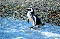 Magellenic penguin, Tucker Island, Tierra del Fuego, Chile