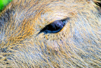 Eye of the capybara, Esteros del Ibera, Argentina