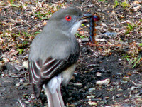 Lunch, Tierra del Fuego National Park, Argentina