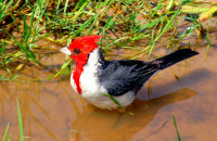 Red-crested cardinal takes a bath, Colonia Carlos Pelligrini, Argentina