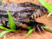 Iguana, Iguazu Falls national park, Argentina