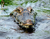 Yacare caiman, Ibera Wetlands, Argentina