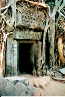 Jungle-ravaged Ta Prohm, Cambodia