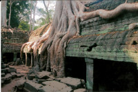 Strangler fig at Ta Prohm ruins, Cambodia