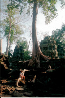 Rod at Ta Prohm, Cambodia