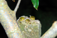 Frogs serenading, Esteros del Iberá wetlands, Argentina