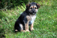 Hungry puppy, Punta Arenas municipal cemetery , Chile