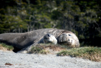 Elephant seals, Ainsworth Bay, Tierra del Fuego, Chile