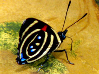 Butterfly, Iguazu Falls National Park, Argentina Butterfly, Iguazu Falls National Park, Argentina