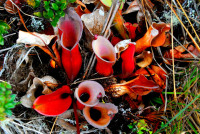 Carnivorous pitcher plant, summit of Roraima, Canaima national park, Venezuela Carnivorous pitcher plant, summit of Roraima, Canaima national park, Venezuela