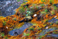 Coati visits the summit of Roraima, Canaima national park, Venezuela Coati visits the summit of Roraima, Canaima national park, Venezuela