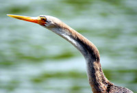 Anhinga, Mamirauá Sustainable Development Reserve, The Amazon, Brazil