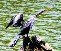 Anhinga sunbathing, Mamiraua Lake, Mamiraua Sustainable Development Reserve, Amazonia, Brazil Anhinga sunbathing, Mamiraua Lake, Mamiraua Sustainable Development Reserve, Amazonia, Brazil