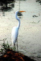 White heron, Mamirauá Sustainable Development Reserve, The Amazon, Brazil
