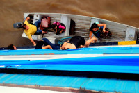 Stowaways! Codajas, Rio Solimoes, Amazonia, Brazil, Stowaways! Codajas, Rio Solimoes, Amazonia, Brazil,