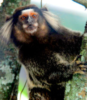Marmoset monkey, Sugar Loaf mountain, Rio de Janeiro, Brazil Marmoset monkey, Sugar Loaf mountain, Rio de Janeiro, Brazil