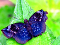 Amazonian butterfly, Mamiraua Sustainable Development Reserve, Brazil Amazonian butterfly, Mamiraua Sustainable Development Reserve, Brazil
