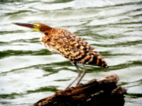 Tiger Heron, Mamirauá Sustainable Development Reserve, The Amazon, Brazil
