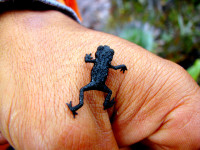 Endemic black frog, Roraima escarpment, Canaima National Park, Venezuela Endemic black frog, Roraima escarpment, Canaima National Park, Venezuela