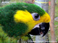 Yellow-eared-parrot