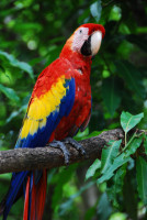 Scarlet macaw, Hacienda Bambusa, Armenia, Colombia